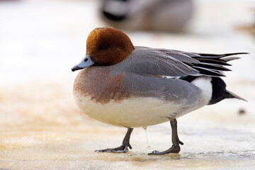 świstun (Mareca penelope) © Grzegorz