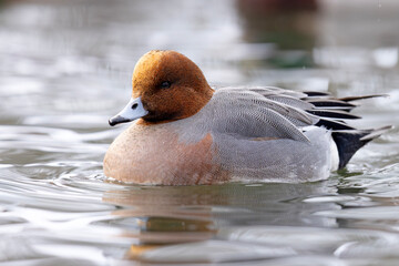 świstun (Mareca penelope) © Grzegorz
