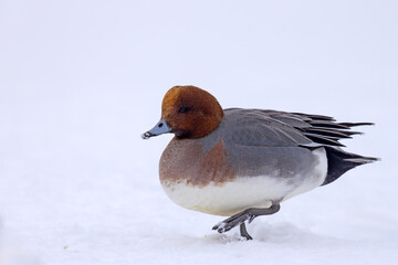 świstun (Mareca penelope) © Grzegorz