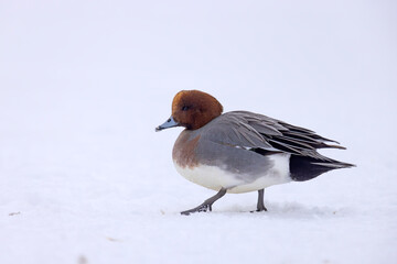 świstun (Mareca penelope) © Grzegorz