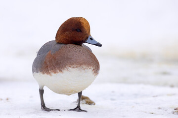 świstun (Mareca penelope) © Grzegorz