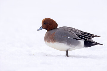świstun (Mareca penelope) © Grzegorz