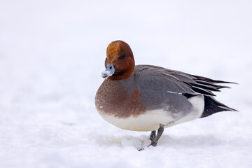 świstun (Mareca penelope) © Grzegorz
