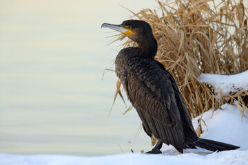 kormoran (Phalacrocorax carbo) © Grzegorz