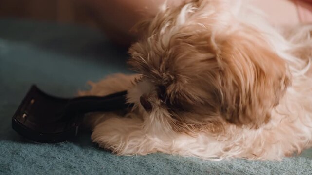 Calm Puppy Gnawing On Blanket, Serene Puppy Relaxing While Exploring And Chewing On Soft Fabric, Content Young Dog Carefully Biting Strap And Observing Surroundings With Attentive Eyes