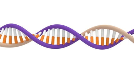 3D DNA Double Helix Structure