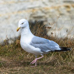 Fototapeta premium Herring Gull, Sea Gull, Gulls on Dorset cliff