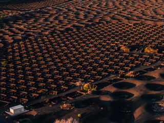 Fototapeta premium Aerial view of La Geria vineyards on Lanzarote shows semicircular stone pits in black volcanic ash. Warm low angle light defines lapilli soil and a small white utility hut.
