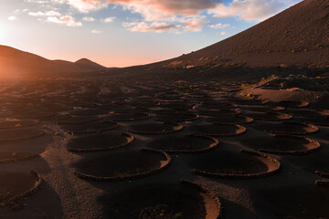 Crescent stone windbreaks encircle vine pits in black ash at La Geria, Lanzarote. Soft directional light and pink clouds reveal volcanic cones and ordered plots.