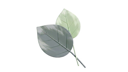 Two Green Leaves on White Background