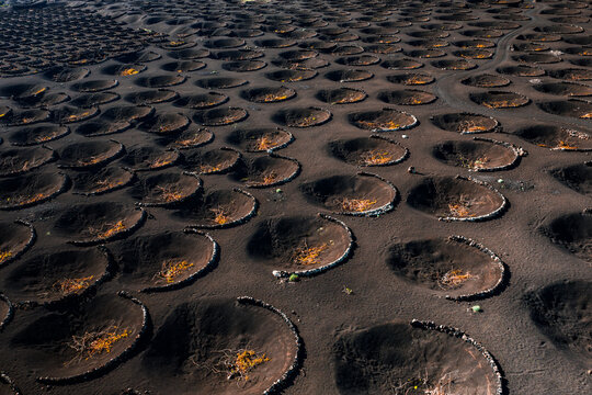 Aerial scene shows circular vine pits with stone rims on Lanzarote near Timanfaya. Warm side light reveals black lapilli and repeating pits, with sparse vines in each zoco.