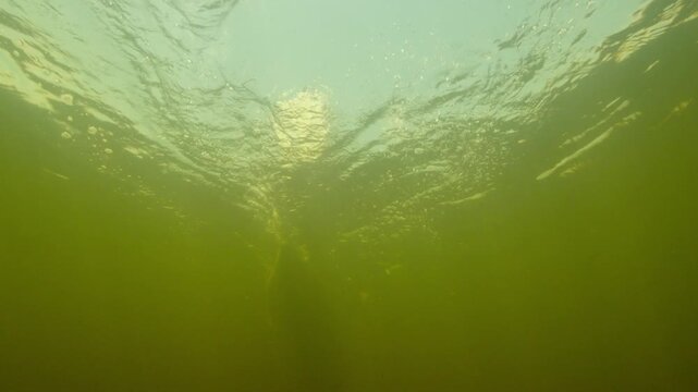 The underwater life in Okavango Delta. Viewers see fish swimming and plants moving as the water currents flow. Bright sunlight shines through the surface.
