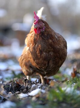Photo of an elegant Lohmann Brown hen standing in grass with snow on a bright sunny winter day, capturing free-range poultry and calm rural winter atmosphere