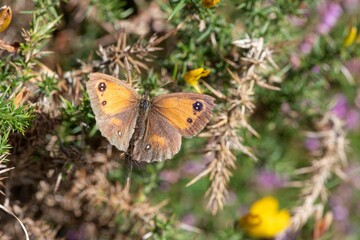 Obraz premium Close up of a meadow brown (maniola jurtina) butterfly on a gorse bush