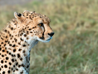 Cheetah head on grassland in Masai Mara