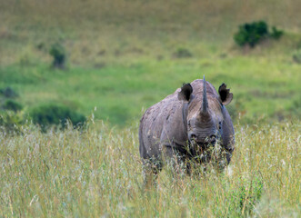 Rhinoceros in the savanna in the Masai Mara park