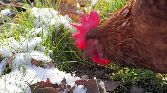 Close-up video of a Lohmann Brown hen pecking grass on a snowy winter day, capturing natural poultry behavior in a cold rural environment, 2026