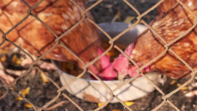 Close-up video of Lohmann Brown hens pecking food from a metal bowl, with the chickens out of focus and the wire mesh in sharp focus in the foreground