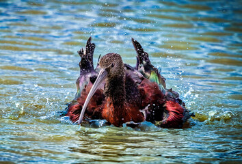 Fototapeta premium Glossy ibis bathing in shallow water in Tanzania