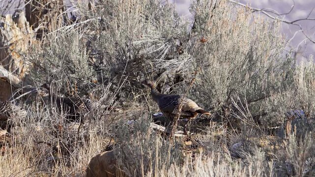 Wild turkeys walking through the sagebrush in Utah moving in slow motion.