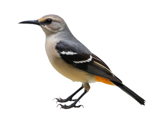 Fototapeta premium A small bird sits on a tree branch, looking out at the surroundings