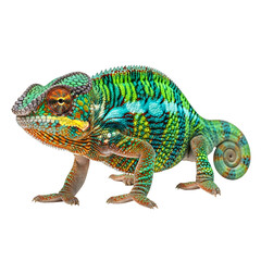 Obraz premium Vibrant panoramic portrait of a colorful chameleon in natural habitat
