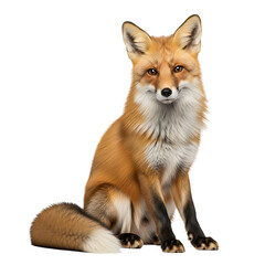 Fototapeta premium A majestic red fox sitting upright against a pure white background