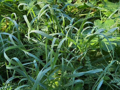Green grass covered with morning dew