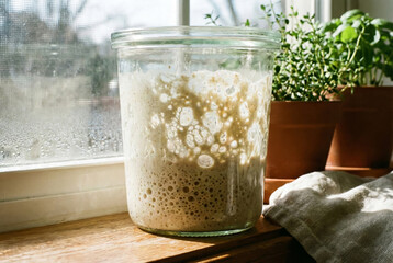 A glass jar of sourdough starter on a wooden windowsill beside a potted plant and cloth