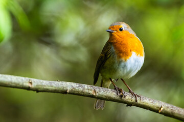 Fototapeta premium European Robinin in his environment. His Latin name is Erithacus rubecula