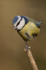 Obraz premium Blue Tit perched on branch in natural habitat