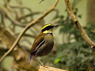 banded pitta of java