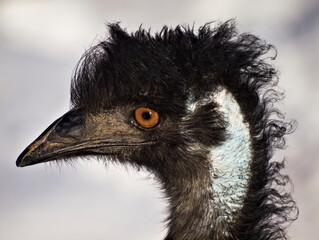close up of an emu