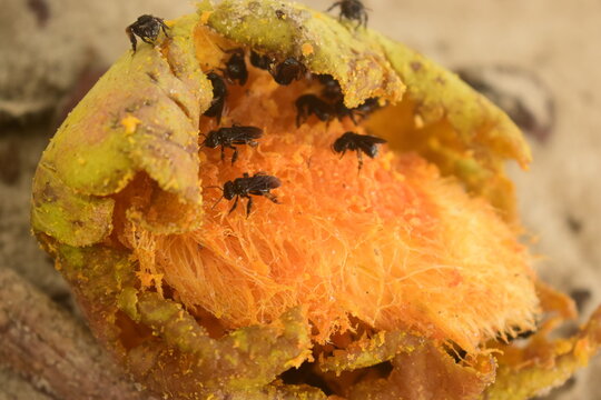 Abelhas arapu&aacute; vistas de perto comendo manga ca&iacute;da, resto da fruta sobre a areia branca