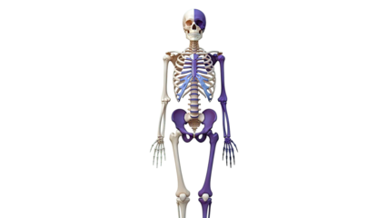 Human Skeleton with Two-Tone Coloring