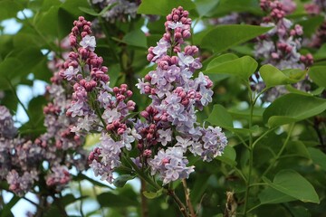 Obraz premium Close-up of blooming purple lilac on a tree on a sunny day in the garden