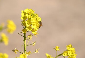 A honeybee sucking nectar from a canola flower. A typical spring scene in nature.