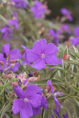 purple flowers nature