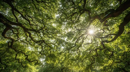 Fototapeta premium Sunlight filtering through a dense canopy of ancient oak trees, casting dappled light.
