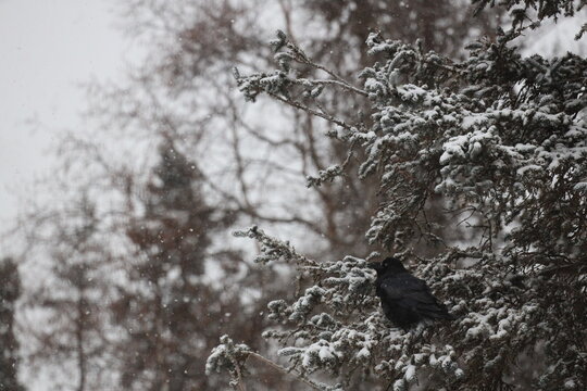 Raven on a snowy day in anchorage alaska