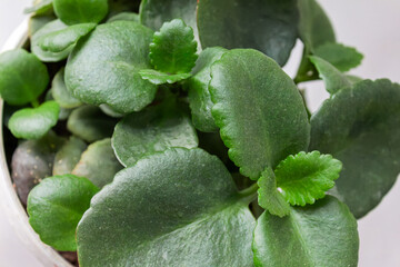 Indoor plant Kalanchoe on a white table, indoor flower Kalanchoe on a white background