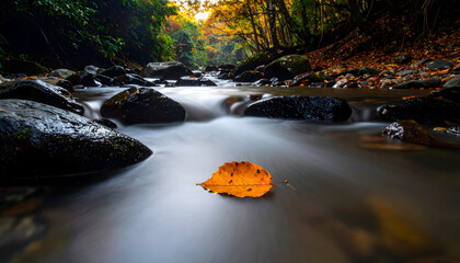 Serene Autumn Forest Stream with Silky Water Flowing Over Smooth Rocks and a Single Golden Leaf Floating in the Foreground with Vibrant Fall Foliage in the Background and Soft Natural Light
