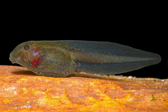 Oriental firebelly toad, Bombina orientalis, tadpole.