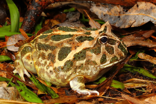 Chaco Horned Frog, Ceratophrys cranwelli