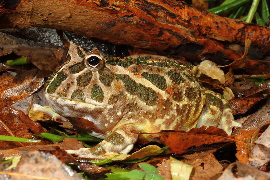 chaco horned frog, Ceratophrys cranwelli