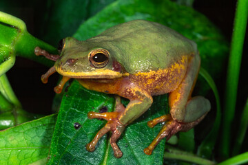Obraz premium Squirrel Treefrog, Dryophytes squirellus