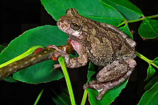 Cope's Gray treefrog, Dryophytes chrysoscelis.