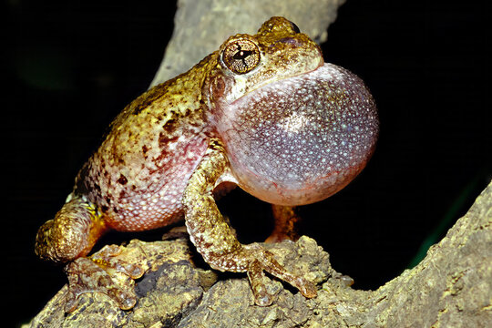 Calling male Cope's gray treefrog, Dryophytes chrysoscelis.
