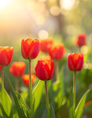 Obraz premium Bright Red Tulips in Sunlit Garden