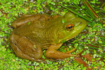 American Bullfrog, Lithobates catesbeianus.